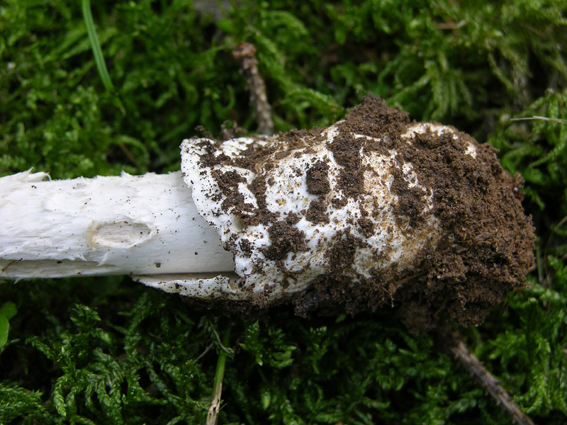 Amanita vaginata.